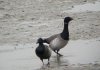 Pale-bellied Brent Goose at Thorpe Bay Seafront (Steve Arlow) (64095 bytes) Pale-bellied Brent Goose at Thorpe Bay Seafront (Steve Arlow) (64095 bytes)